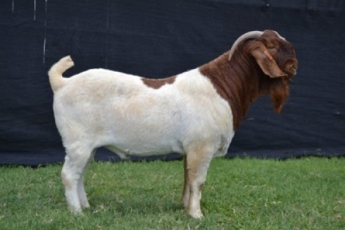 1X BOER GOAT FLOCK BUCK KARSTEN BOER GOAT STUD