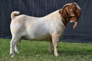 1X BOER GOAT FLOCK BUCK KARSTEN BOER GOAT STUD