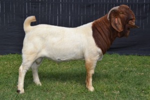 1X BOER GOAT FLOCK BUCK KARSTEN BOER GOAT STUD