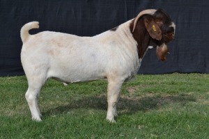 1X BOER GOAT FLOCK BUCK KARSTEN BOER GOAT STUD