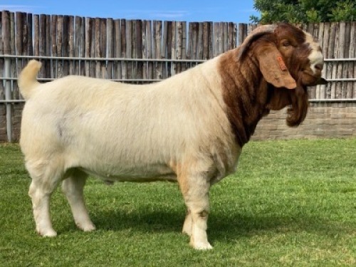 1X BOER GOAT STUD BUCK KARSTEN BOER GOAT STUD