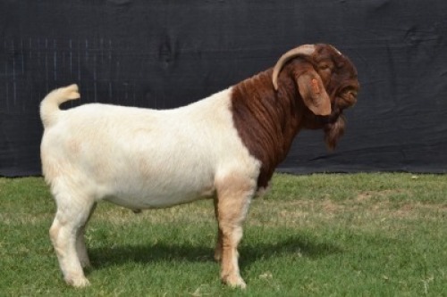 1X BOER GOAT FLOCK BUCK KARSTEN BOER GOAT STUD