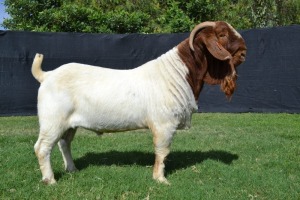 1X BOER GOAT FLOCK BUCK KARSTEN BOER GOAT STUD