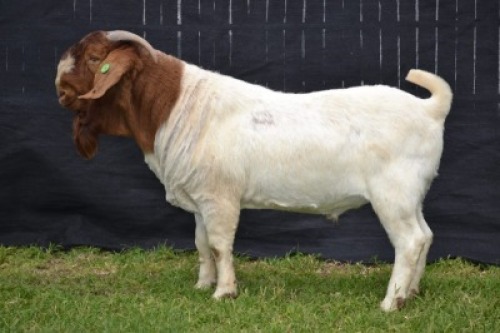 1X BOER GOAT FLOCK BUCK KARSTEN BOER GOAT STUD