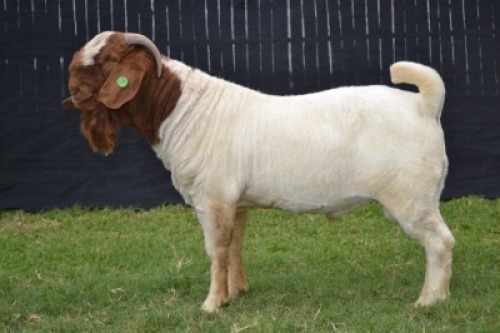 1X BOER GOAT FLOCK BUCK KARSTEN BOER GOAT STUD