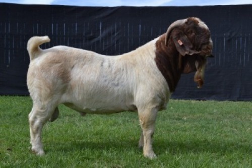 1X BOER GOAT FLOCK BUCK KARSTEN BOER GOAT STUD
