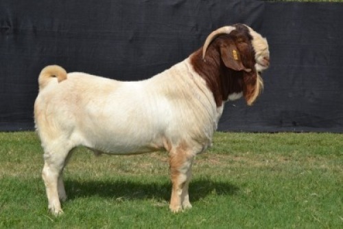1X BOER GOAT FLOCK BUCK KARSTEN BOER GOAT STUD
