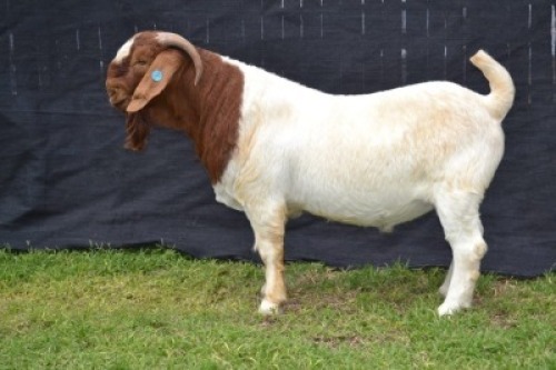 1X BOER GOAT STUD BUCK KARSTEN BOER GOAT STUD