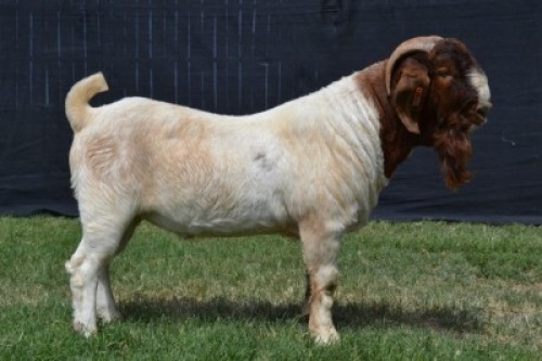 1X BOER GOAT FLOCK BUCK KARSTEN BOER GOAT STUD