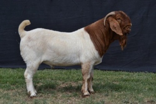 1X BOER GOAT FLOCK BUCK KARSTEN BOER GOAT STUD