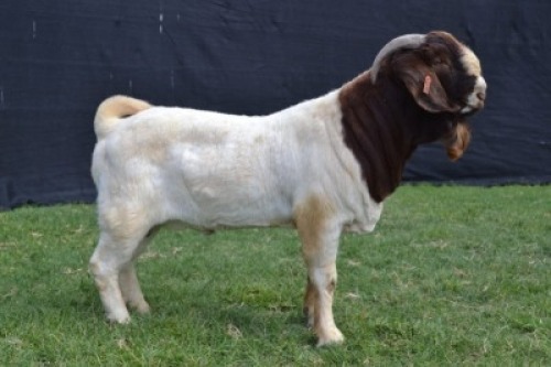 1X BOER GOAT FLOCK BUCK KARSTEN BOER GOAT STUD