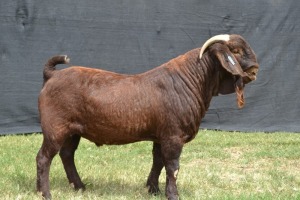 1X KALAHARI RED STUD BUCK KARSTEN BOER GOAT STUD