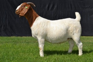 1X BOER GOAT FLOCK DOE KARSTEN BOER GOAT STUD