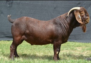 1X KALAHARI RED FLOCK BUCK KARSTEN BOER GOAT STUD