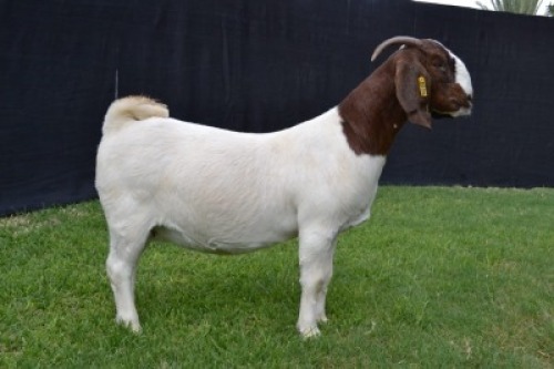 1X BOER GOAT KUDDE DOE KARSTEN BOER GOAT STUD
