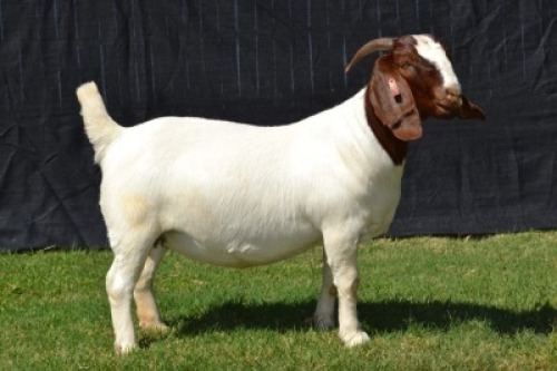 1X BOER GOAT STUD DOE KARSTEN BOER GOAT STUD