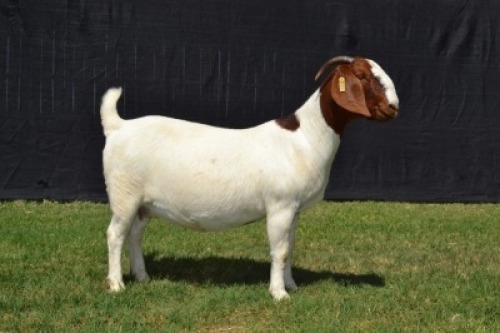 1X BOER GOAT FLOCK ON TEATS DOE KARSTEN BOER GOAT STUD