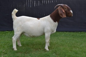 1X BOER GOAT STUD DOE KARSTEN BOER GOAT STUD