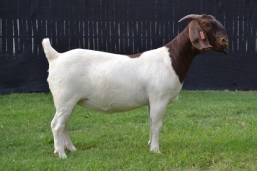1X BOER GOAT FLOCK DOE KARSTEN BOER GOAT STUD