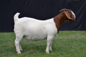 1X BOER GOAT FLOCK ON COLOUR DOE KARSTEN BOER GOAT STUD