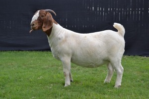 1X BOER GOAT FLOCK DOE KARSTEN BOER GOAT STUD