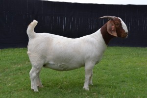 1X BOER GOAT FLOCK DOE KARSTEN BOER GOAT STUD