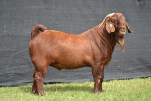 1X KALAHARI RED STUD BUCK KARSTEN BOER GOAT STUD