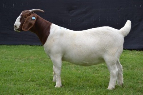 1X BOER GOAT FLOCK DOE KARSTEN BOER GOAT STUD
