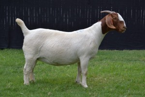 1X BOER GOAT STUD DOE KARSTEN BOER GOAT STUD