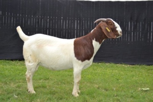 1X BOER GOAT FLOCK DOE KARSTEN BOER GOAT STUD