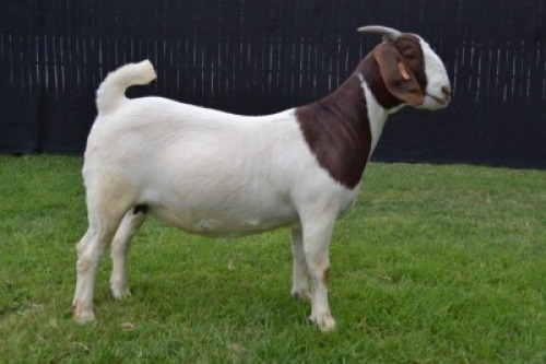 1X BOER GOAT FLOCK DOE KARSTEN BOER GOAT STUD