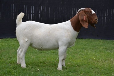 1X BOER GOAT FLOCK DOE KARSTEN BOER GOAT STUD