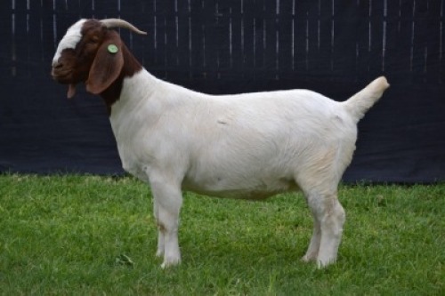 1X BOER GOAT FLOCK DOE KARSTEN BOER GOAT STUD
