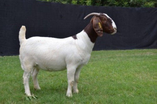 1X BOER GOAT FLOCK DOE KARSTEN BOER GOAT STUD