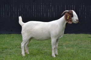 1X BOER GOAT FLOCK DOE KARSTEN BOER GOAT STUD