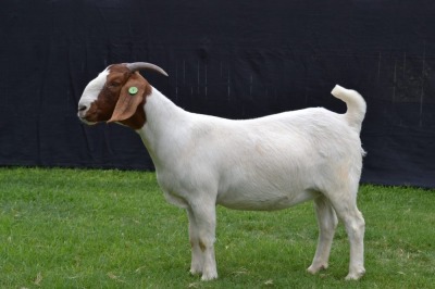 1X BOER GOAT FLOCK DOE KARSTEN BOER GOAT STUD