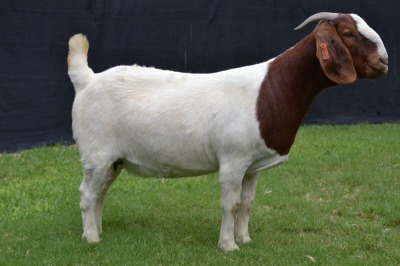 1X BOER GOAT FLOCK DOE KARSTEN BOER GOAT STUD