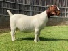 1X BOER GOAT STUD DOE KARSTEN BOER GOAT STUD