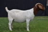 1X BOER GOAT FLOCK DOE KARSTEN BOER GOAT STUD