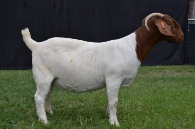 1X BOER GOAT FLOCK DOE KARSTEN BOER GOAT STUD