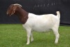 1X BOER GOAT FLOCK DOE KARSTEN BOER GOAT STUD