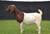 1X BOER GOAT FLOCK ON COLOUR DOE KARSTEN BOER GOAT STUD