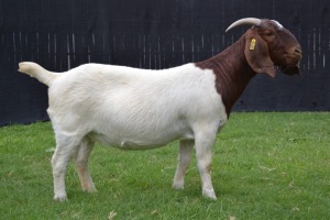 1X BOER GOAT FLOCK DOE KARSTEN BOER GOAT STUD