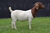 1X BOER GOAT STUD DOE KARSTEN BOER GOAT STUD