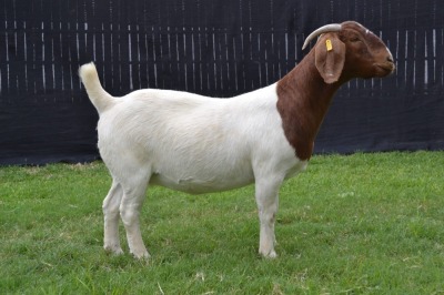 1X BOER GOAT STUD DOE KARSTEN BOER GOAT STUD