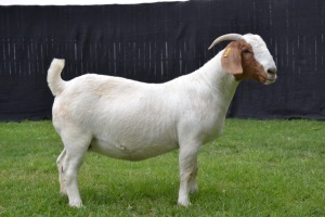 1X BOER GOAT STUD DOE KARSTEN BOER GOAT STUD