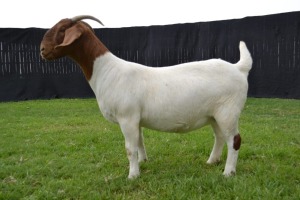 1X BOER GOAT FLOCK ON COLOUR DOE KARSTEN BOER GOAT STUD