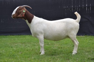 1X BOER GOAT FLOCK ON COLOUR DOE KARSTEN BOER GOAT STUD