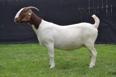 1X BOER GOAT FLOCK ON COLOUR DOE KARSTEN BOER GOAT STUD