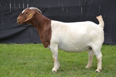 1X BOER GOAT FLOCK ON COLOUR DOE KARSTEN BOER GOAT STUD